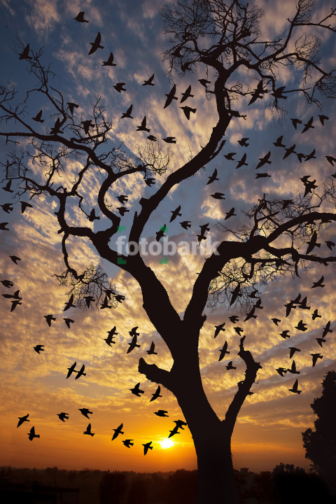 Birds Flying in the Evening Nature is Beautiful