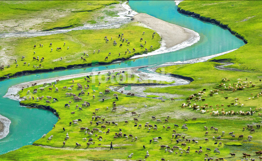 Himalyas Icy Blue River Flowing in the Green Fields where sheeps are grazing