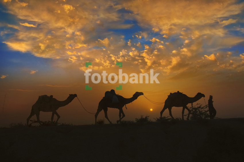 A Man in the Cholistan Desert taking his Camels home Evening with Blue sky and clouds