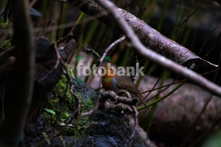 Sparrow in the Woods Nature is Wonderful