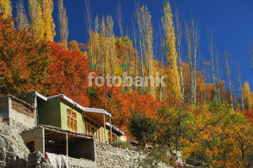 A House on the Mountain with Natural Colorful Tree