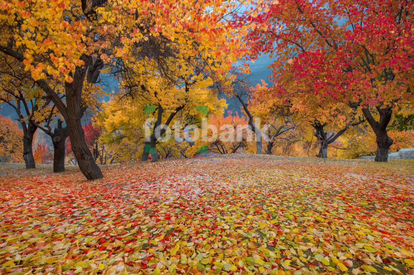 Autumn Season in the Mountains Falling leaves