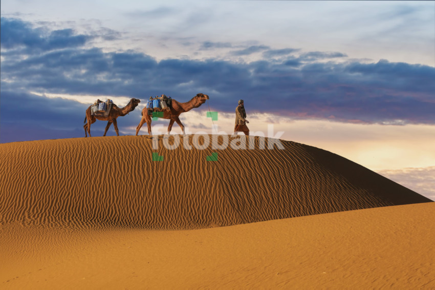 People Lives in the desert Travel on Camels