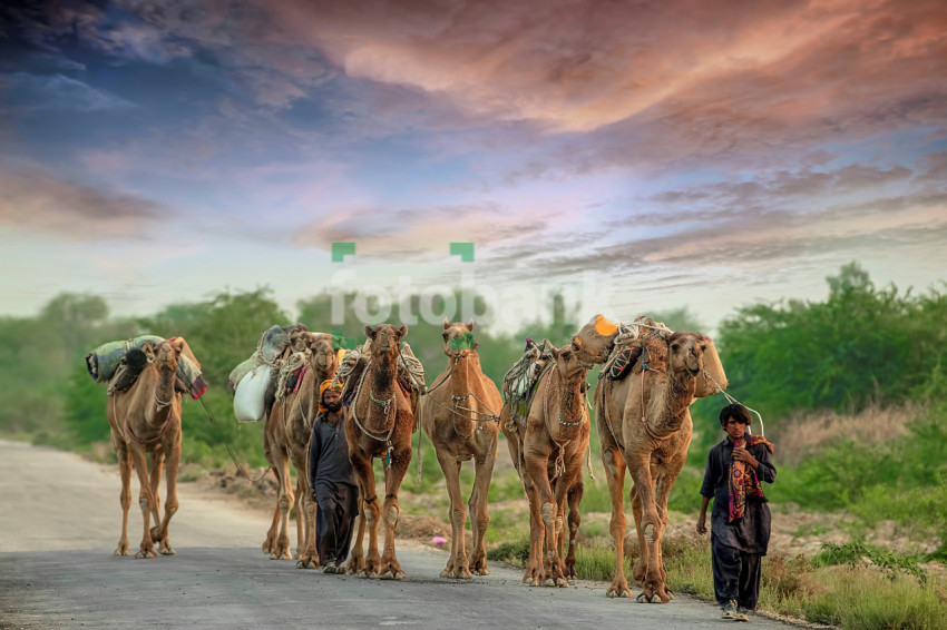 Life of Villagers are not Easy Travelling with Camels on the Road of Baluchistan