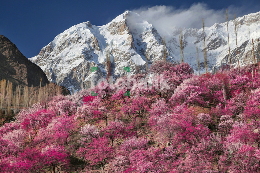 Beautiful Landscape Blossoms of Winter Mountain Covered with Snow