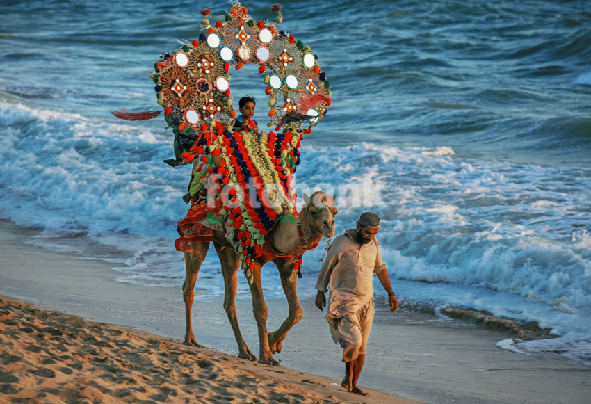 Kid Enjoying Ride on a Camel on a Beach