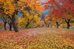 Autumn Season in the Mountains Falling leaves