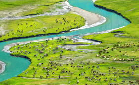 Himalyas Icy Blue River Flowing in the Green Fields where sheeps are grazing