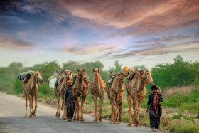 Life of Villagers are not Easy Travelling with Camels on the Road of Baluchistan