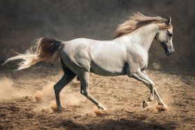 Side view of a Stallion marching forward