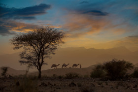 Tribes of Cholistan Desert